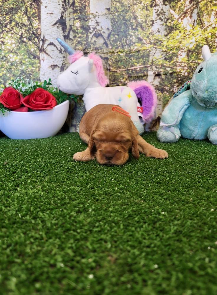 du domaine de Std Gladyce - Chiots disponibles - Cocker Spaniel Anglais