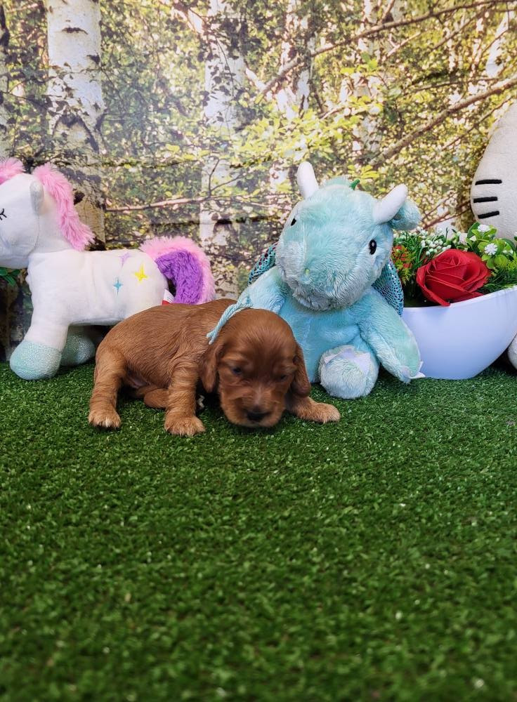 du domaine de Std Gladyce - Chiots disponibles - Cocker Spaniel Anglais