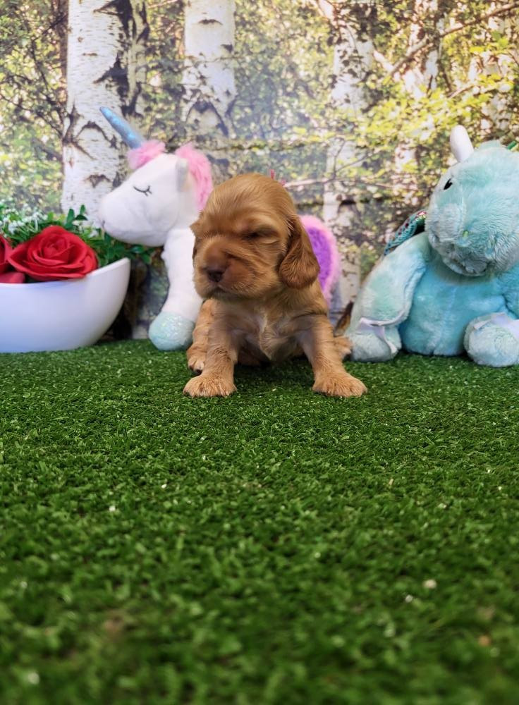 du domaine de Std Gladyce - Chiots disponibles - Cocker Spaniel Anglais