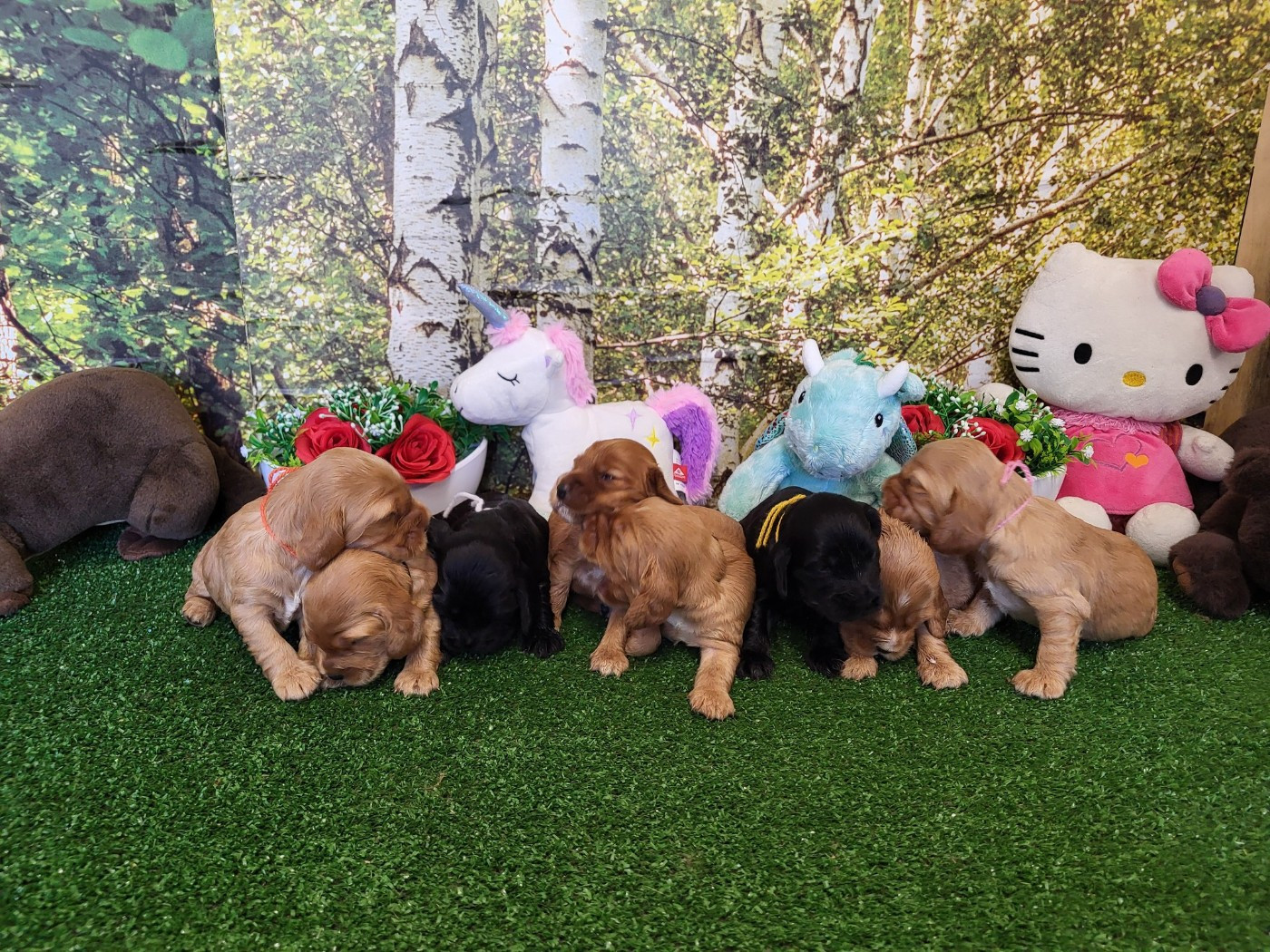 Chiot Cocker Spaniel Anglais du domaine de Std Gladyce