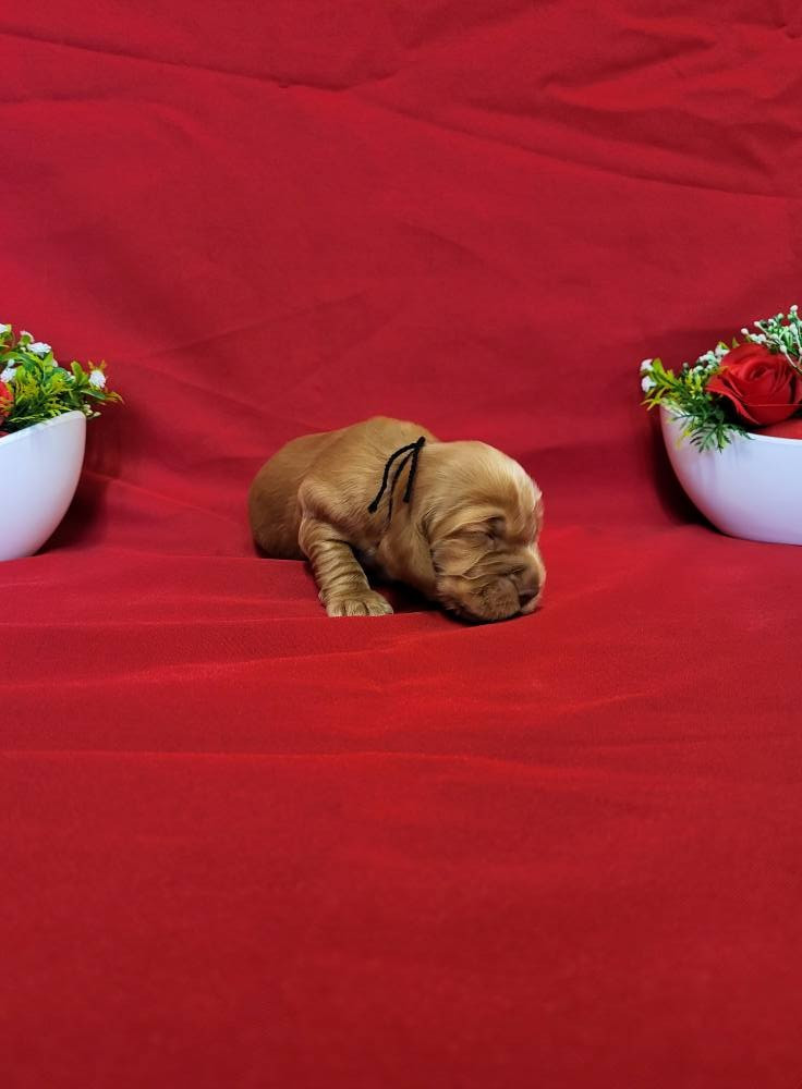 du domaine de Std Gladyce - Chiots disponibles - Cocker Spaniel Anglais