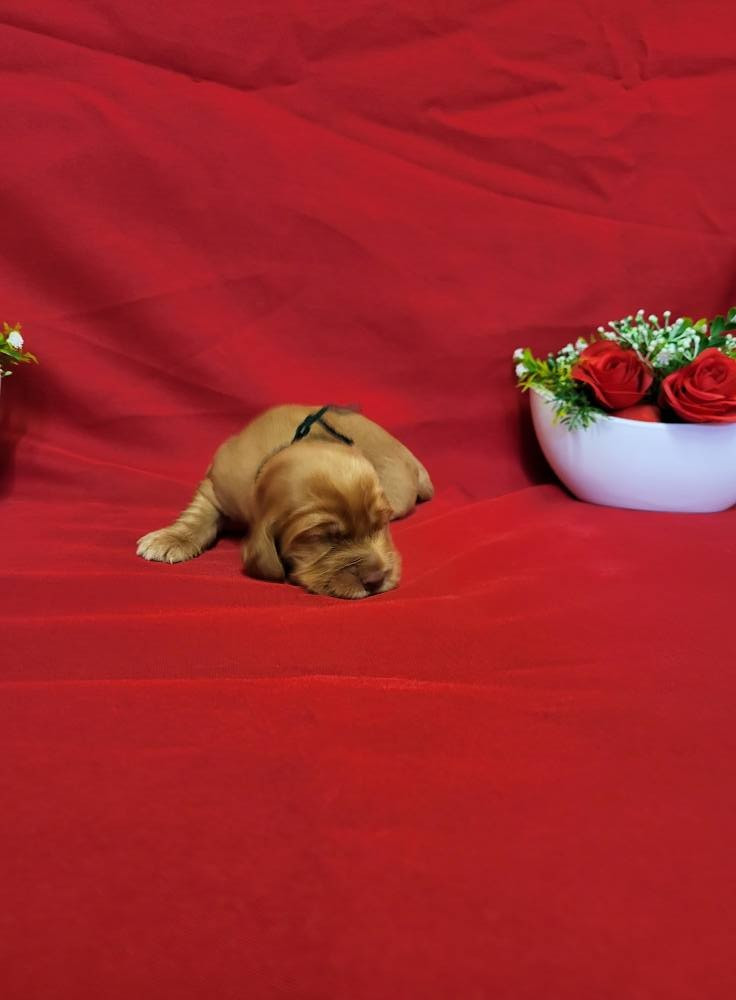 du domaine de Std Gladyce - Chiots disponibles - Cocker Spaniel Anglais