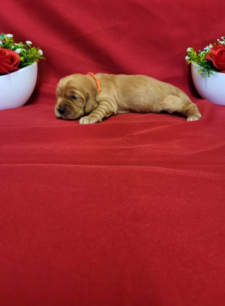 du domaine de Std Gladyce - Chiots disponibles - Cocker Spaniel Anglais