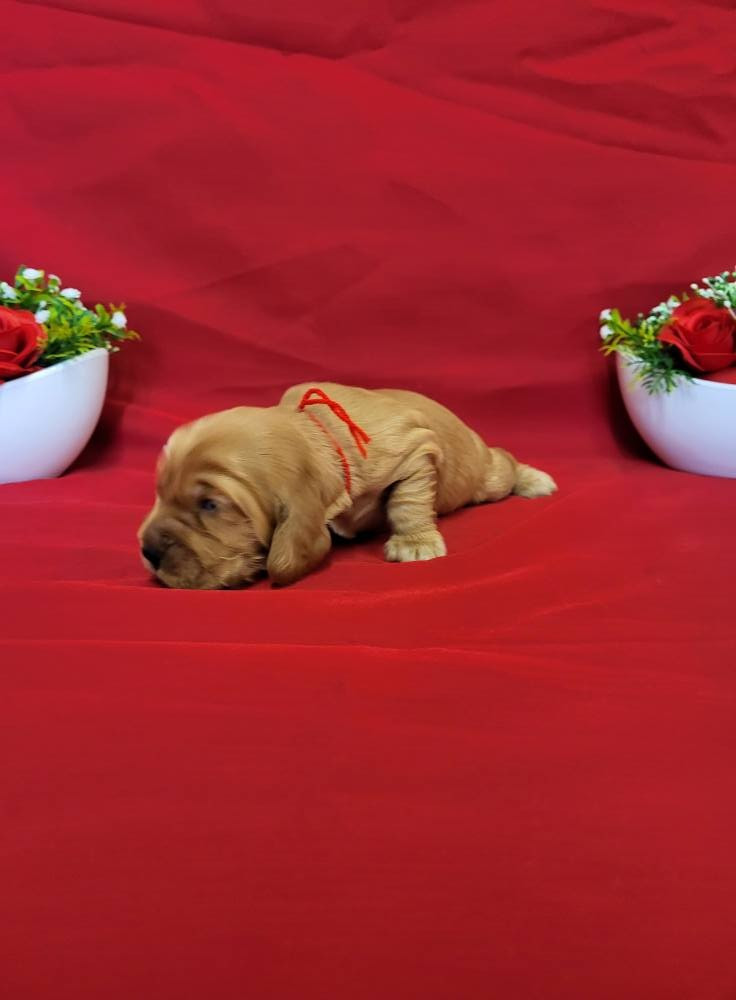 du domaine de Std Gladyce - Chiots disponibles - Cocker Spaniel Anglais