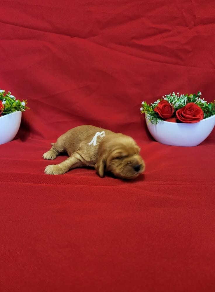 du domaine de Std Gladyce - Chiots disponibles - Cocker Spaniel Anglais