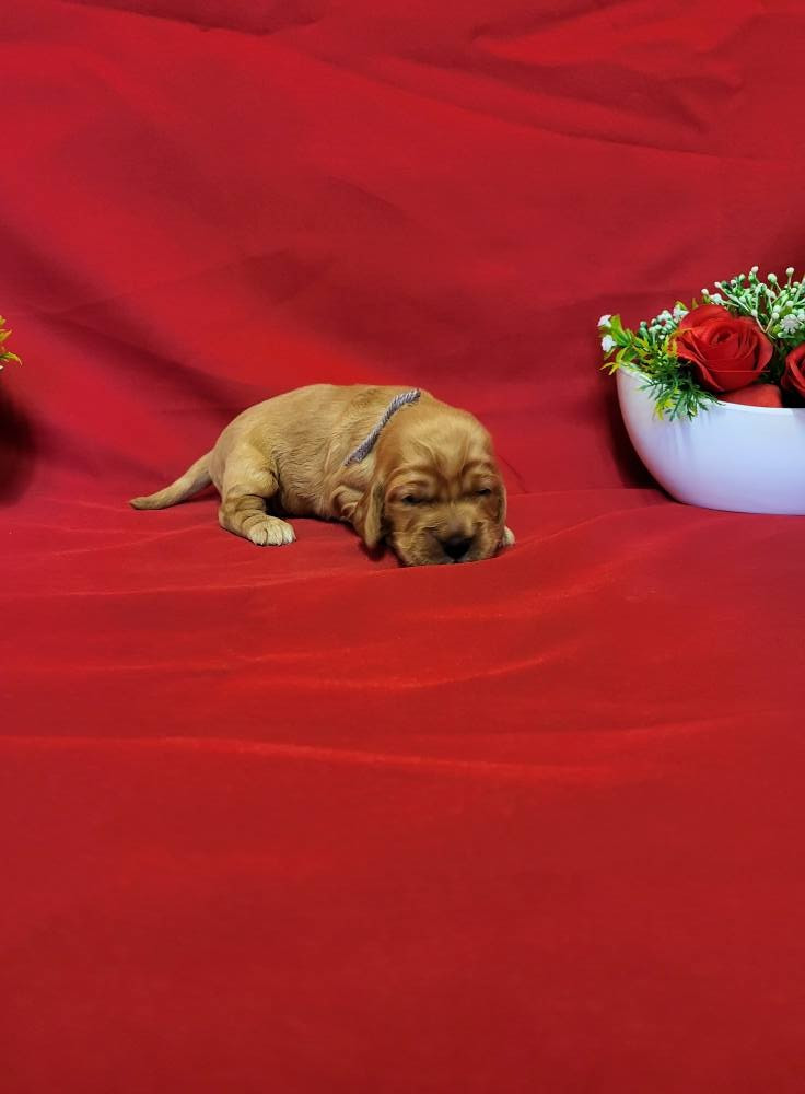 du domaine de Std Gladyce - Chiots disponibles - Cocker Spaniel Anglais