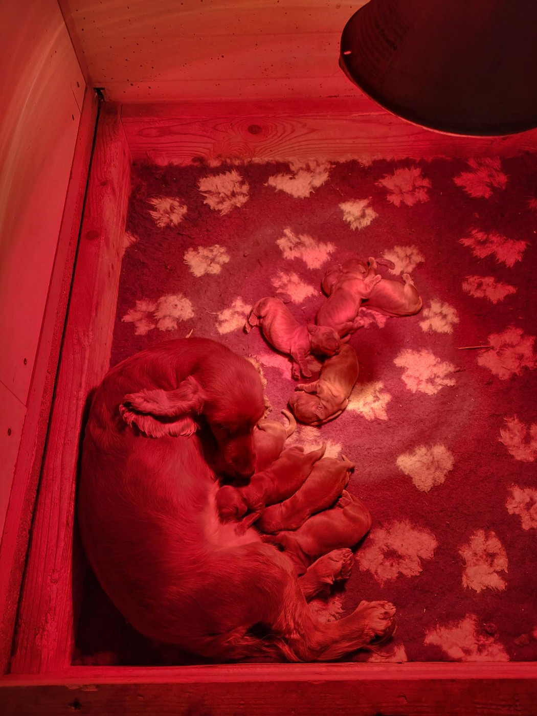 Chiot Cocker Spaniel Anglais du domaine de Std Gladyce