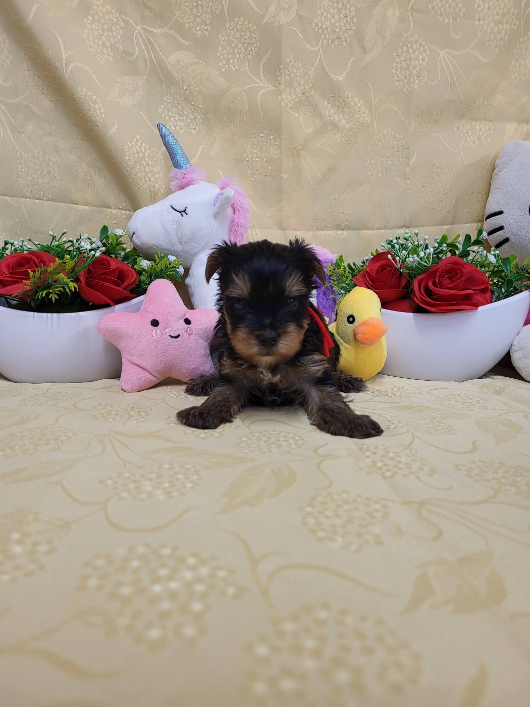 du domaine de Std Gladyce - Chiots disponibles - Yorkshire Terrier