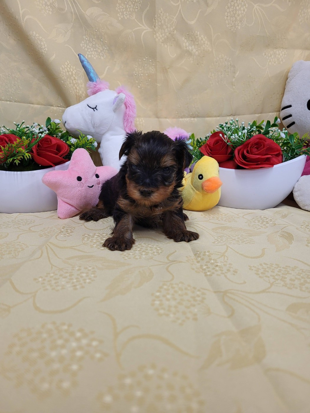 du domaine de Std Gladyce - Chiots disponibles - Yorkshire Terrier