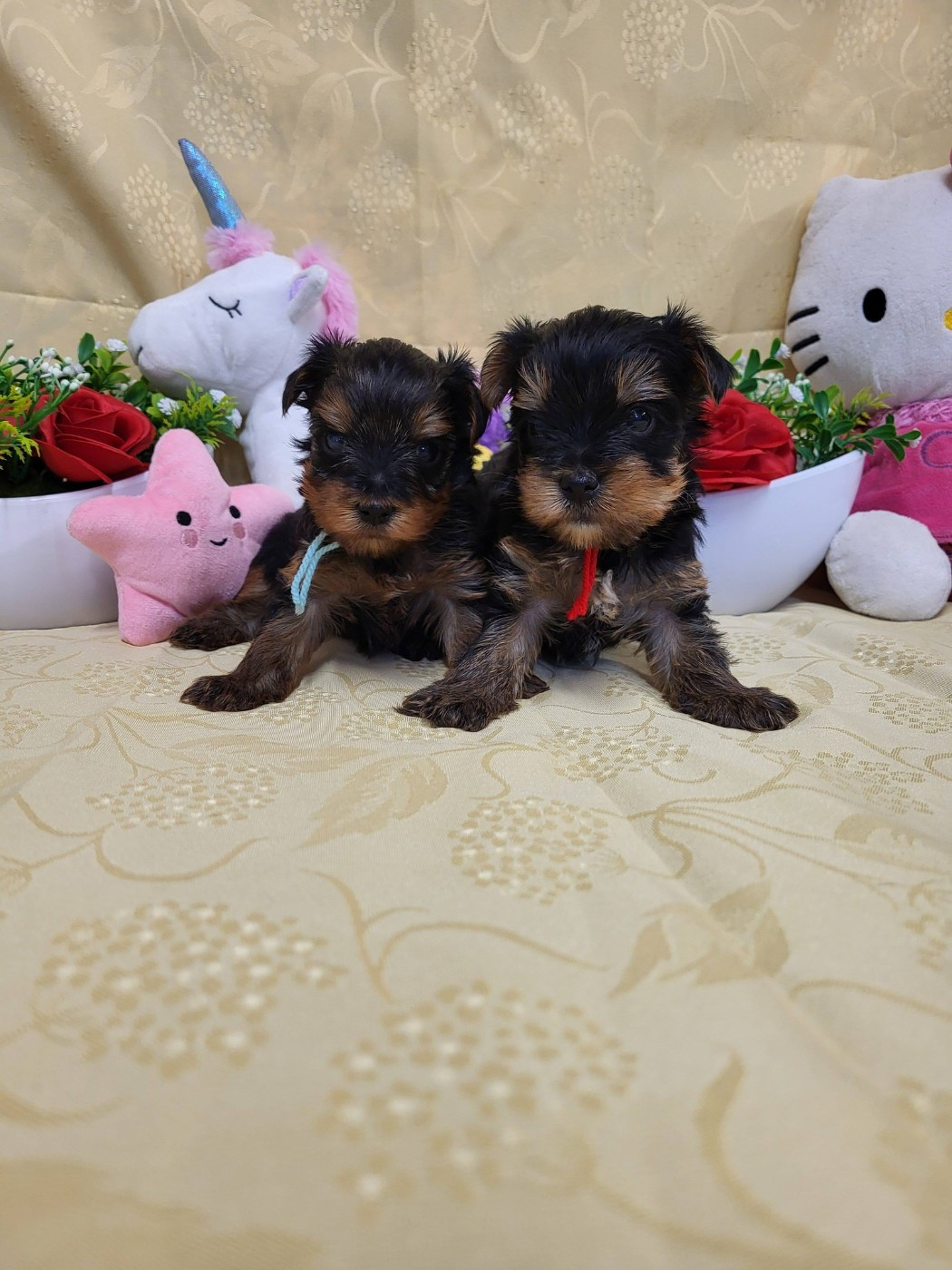 du domaine de Std Gladyce - Yorkshire Terrier - Portée née le 10/11/2025