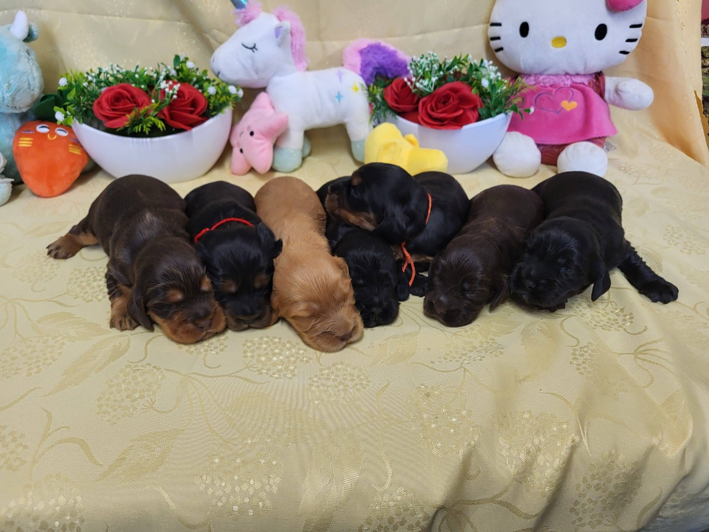 du domaine de Std Gladyce - Cocker Spaniel Anglais - Portée née le 04/12/2025