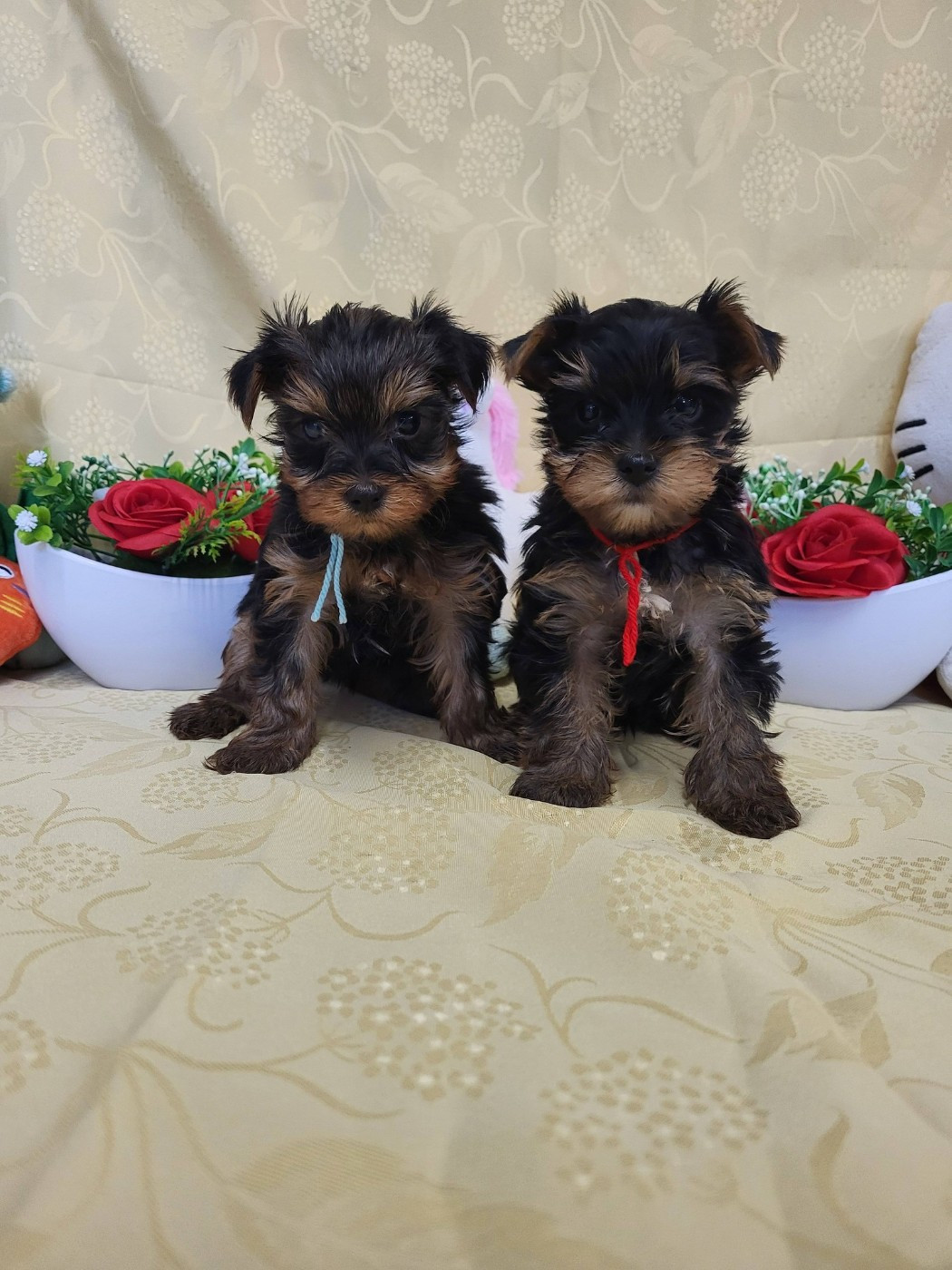 Chiot Yorkshire Terrier du domaine de Std Gladyce