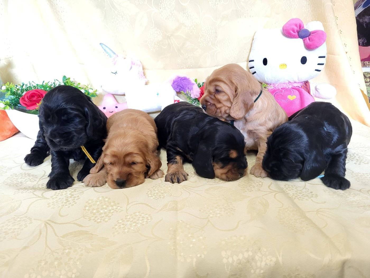 du domaine de Std Gladyce - Cocker Spaniel Anglais - Portée née le 07/12/2025