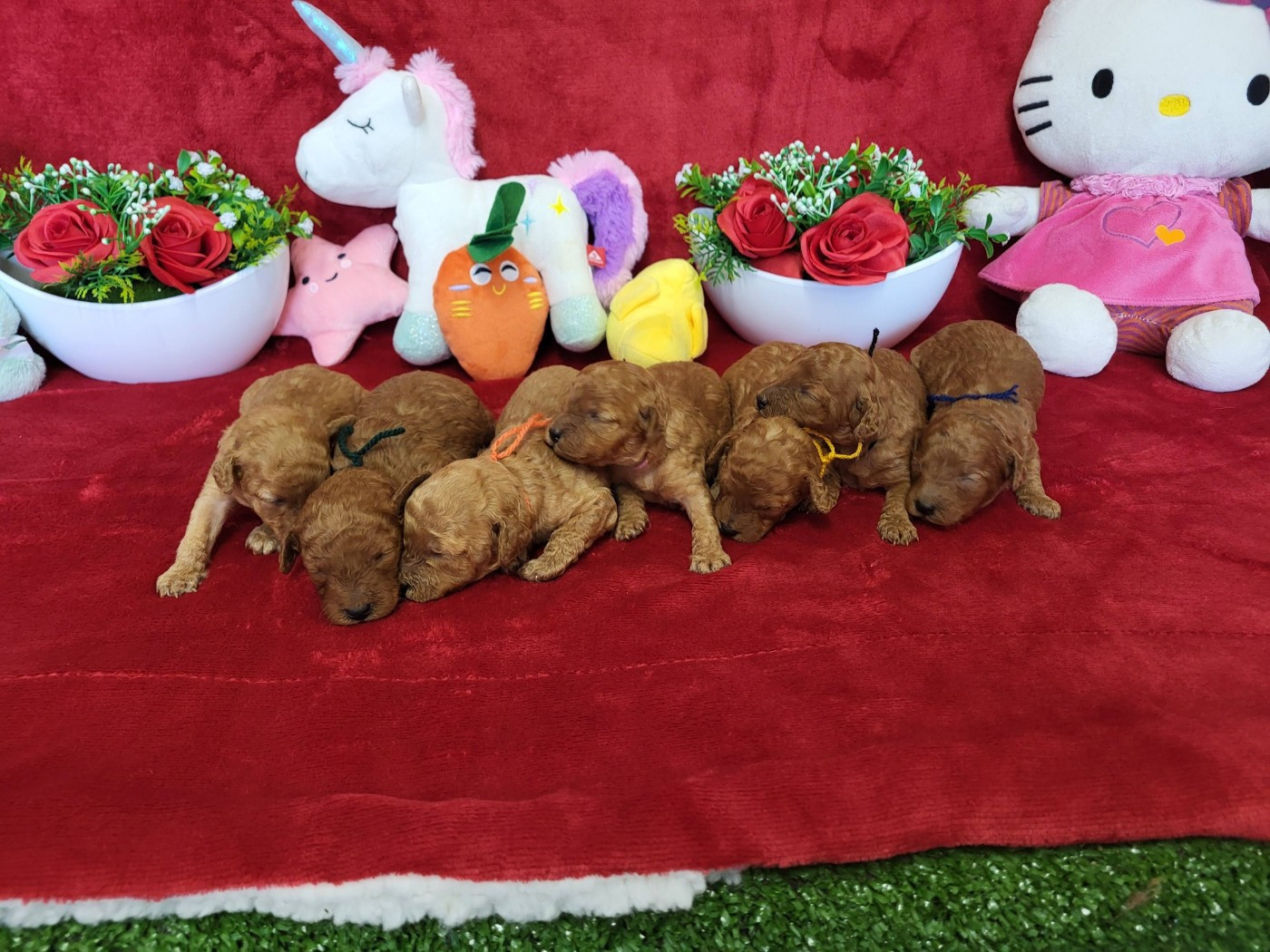 Chiot Caniche du domaine de Std Gladyce