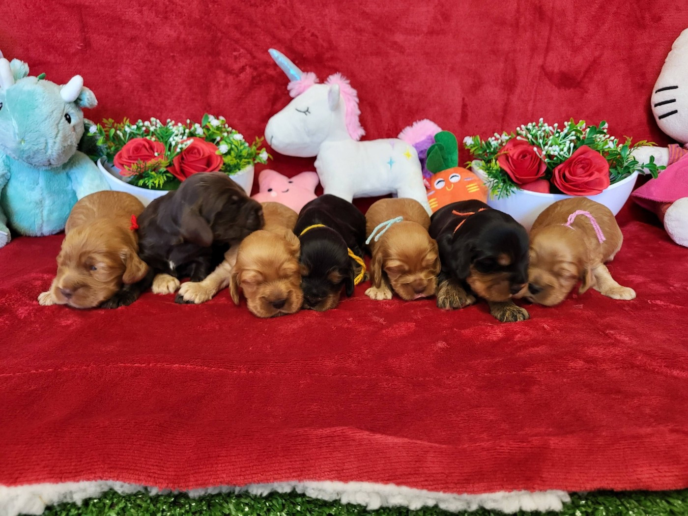 du domaine de Std Gladyce - Cocker Spaniel Anglais - Portée née le 15/12/2025