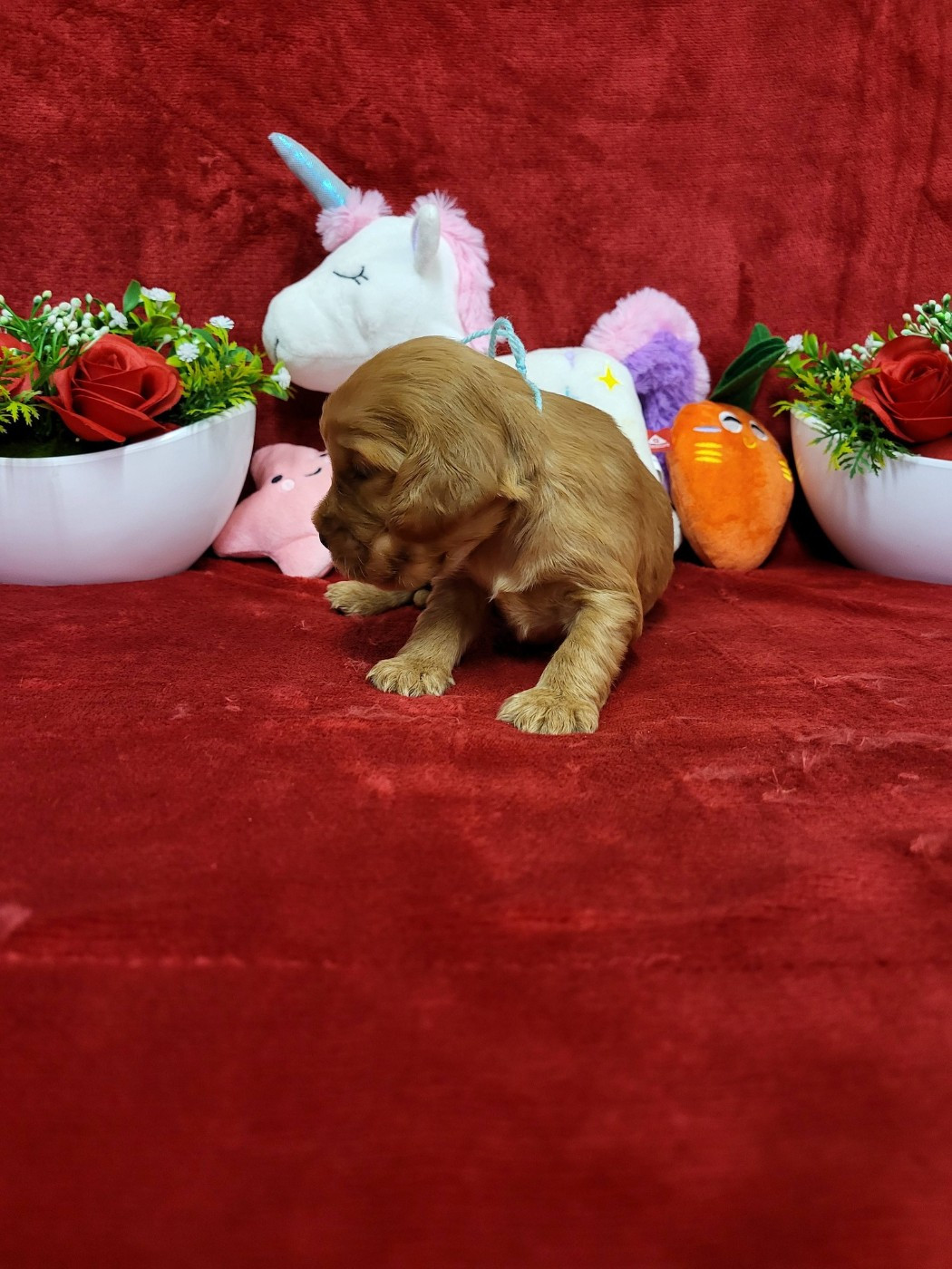 du domaine de Std Gladyce - Chiots disponibles - Cocker Spaniel Anglais