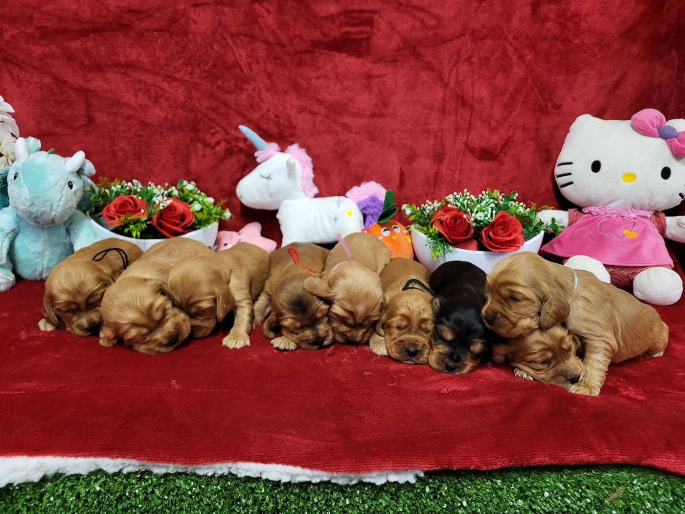 Chiot Cocker Spaniel Anglais du domaine de Std Gladyce