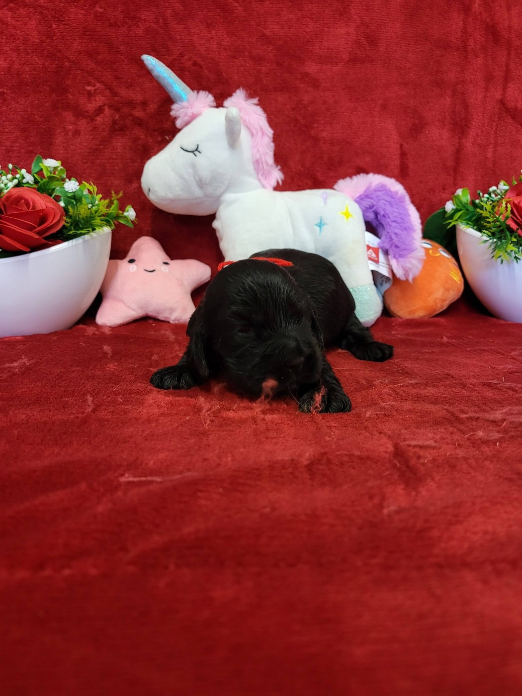 du domaine de Std Gladyce - Chiots disponibles - Cocker Spaniel Anglais