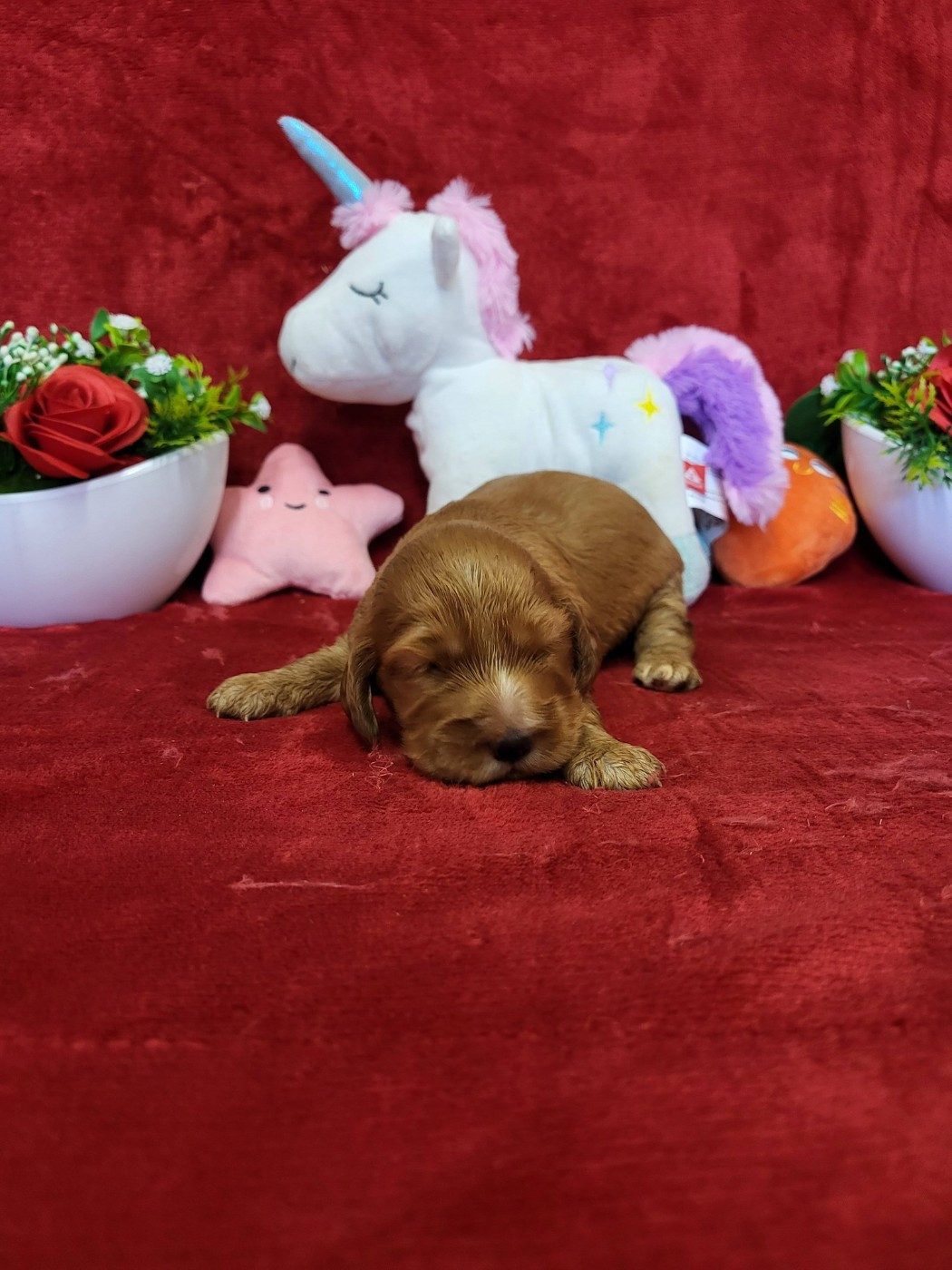 du domaine de Std Gladyce - Chiots disponibles - Cocker Spaniel Anglais