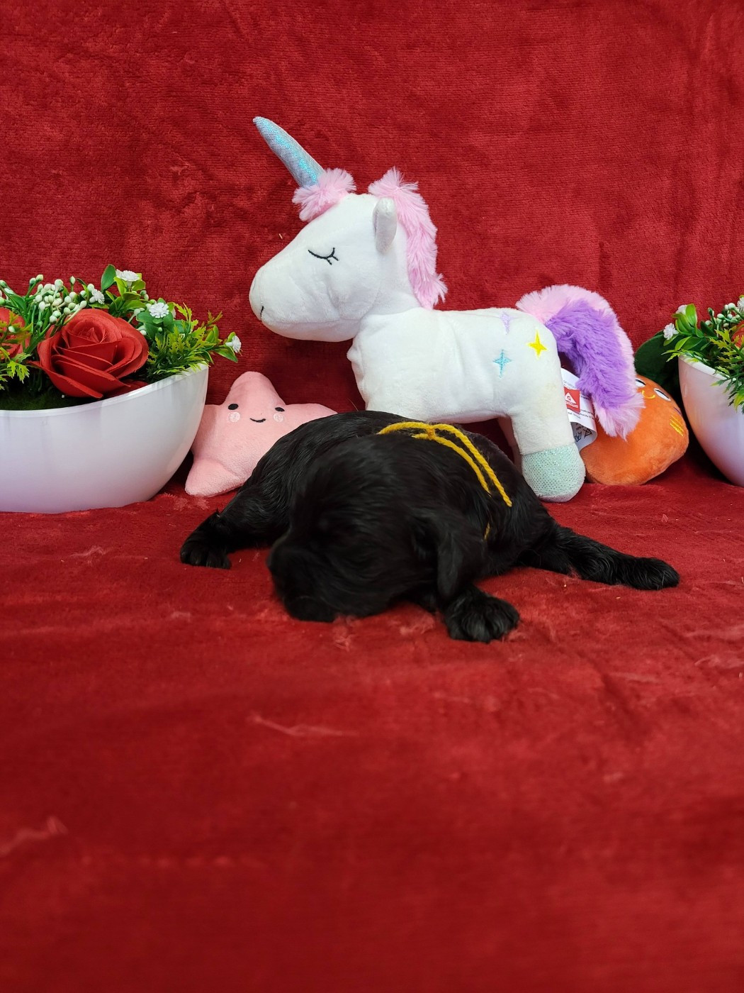 du domaine de Std Gladyce - Chiots disponibles - Cocker Spaniel Anglais
