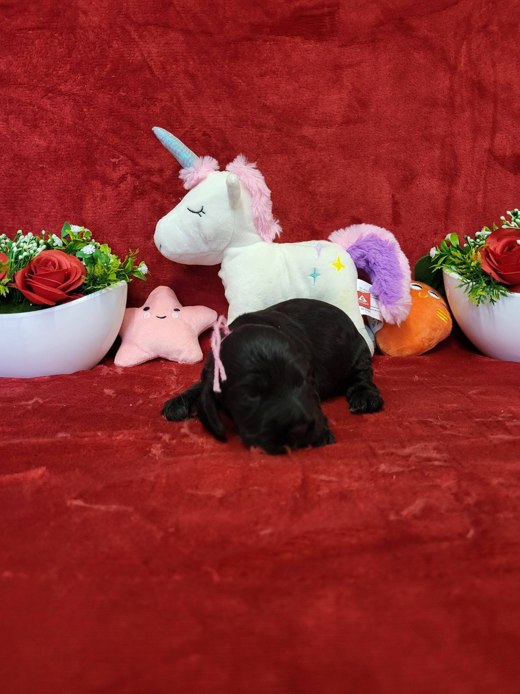 du domaine de Std Gladyce - Chiots disponibles - Cocker Spaniel Anglais