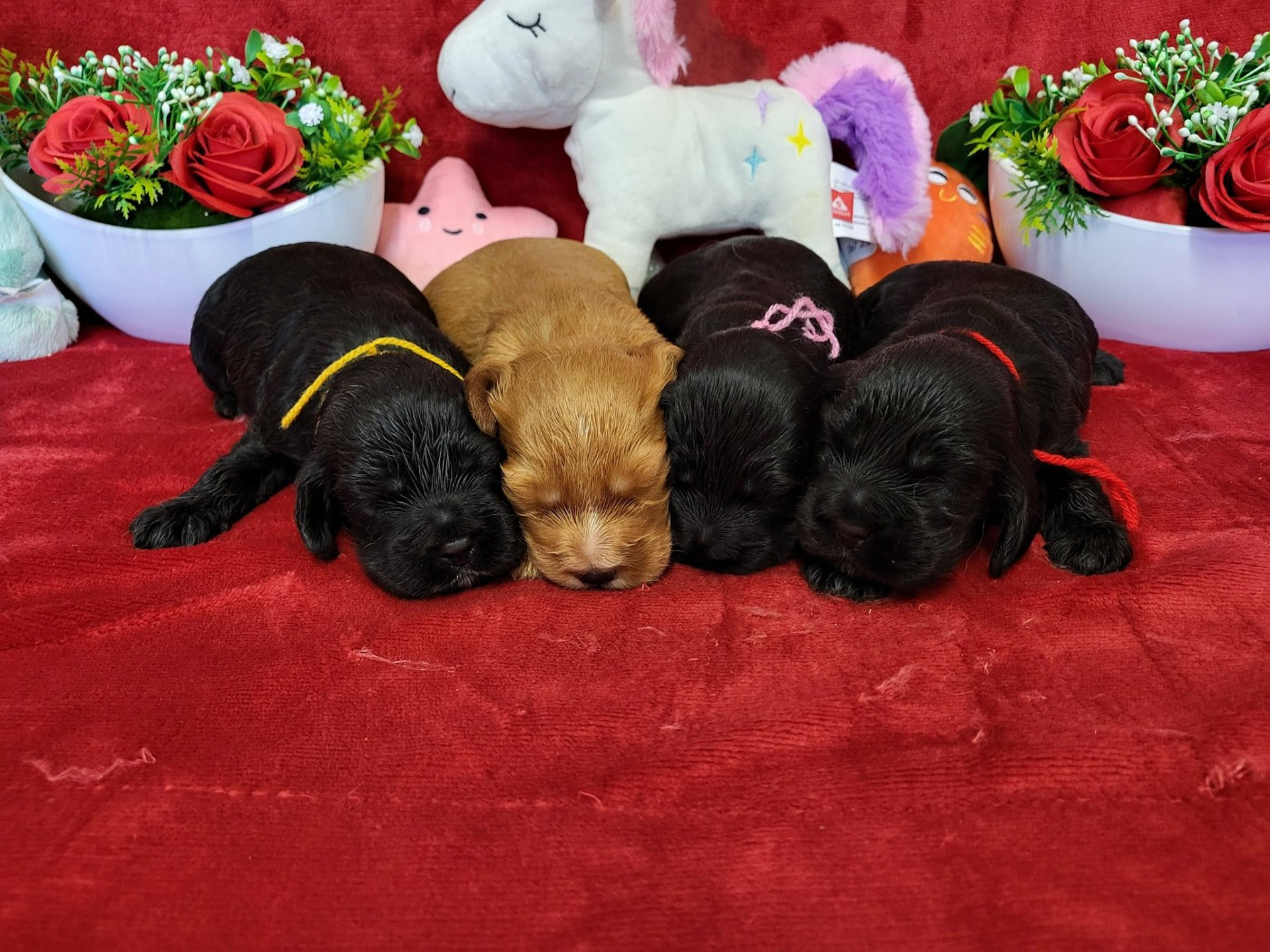 Chiot Cocker Spaniel Anglais du domaine de Std Gladyce
