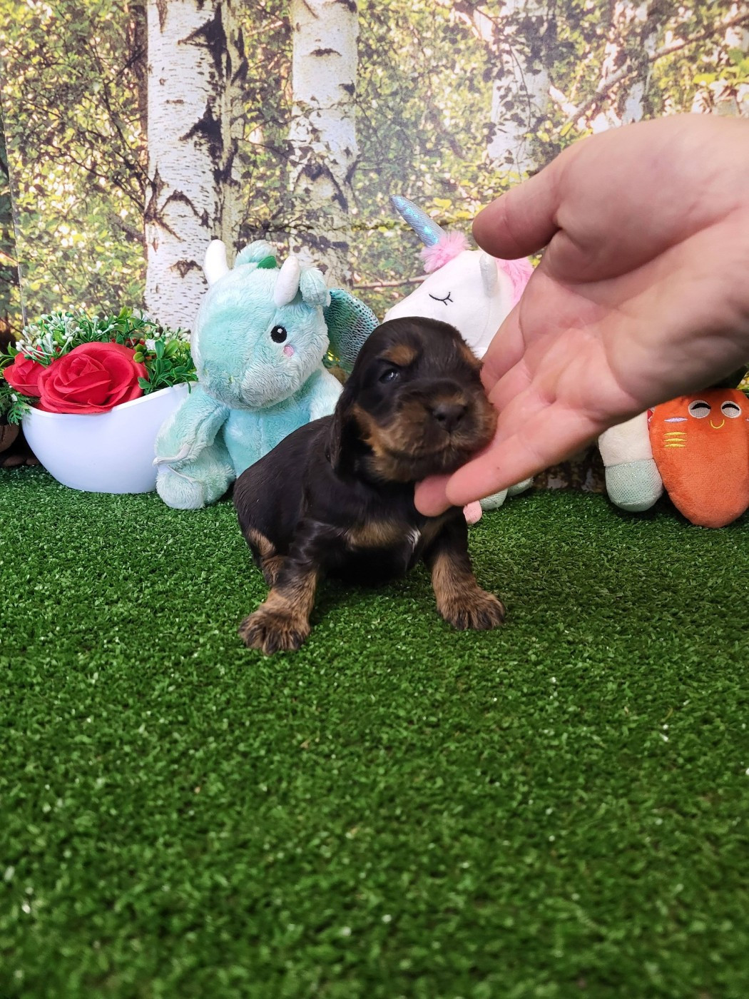 du domaine de Std Gladyce - Chiots disponibles - Cocker Spaniel Anglais