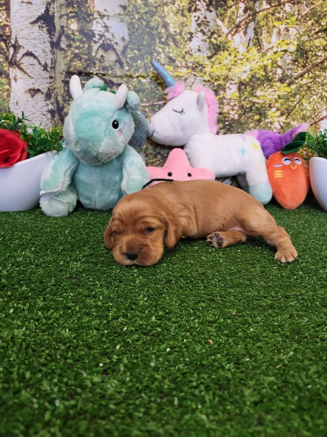 du domaine de Std Gladyce - Chiots disponibles - Cocker Spaniel Anglais