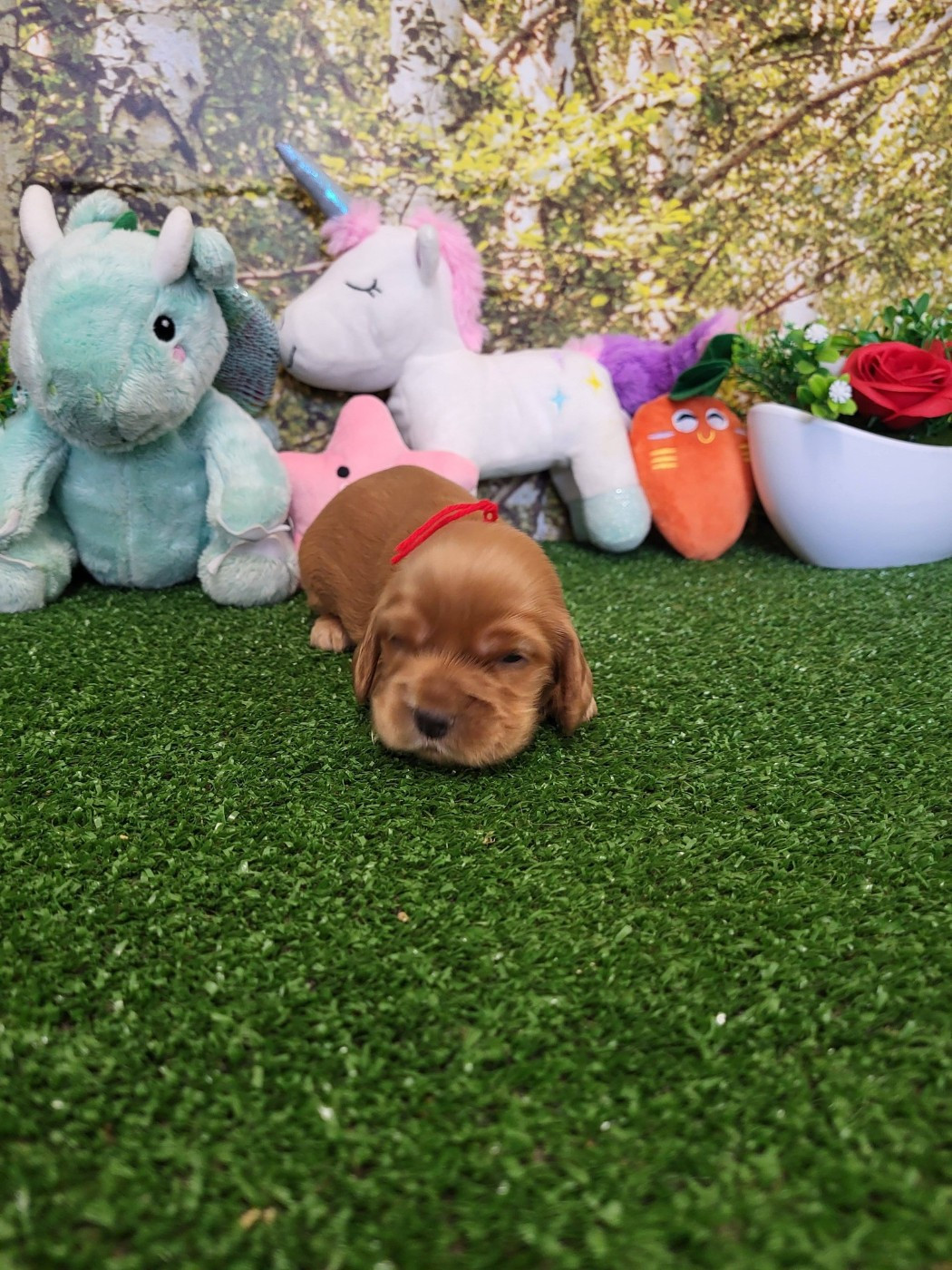 du domaine de Std Gladyce - Chiots disponibles - Cocker Spaniel Anglais