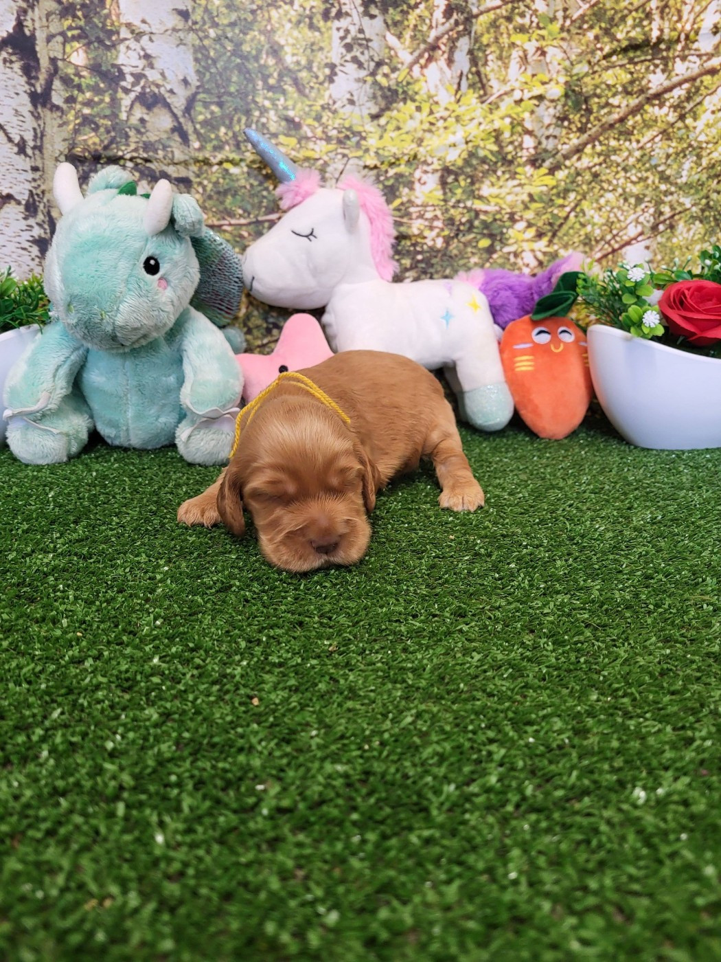 du domaine de Std Gladyce - Chiots disponibles - Cocker Spaniel Anglais