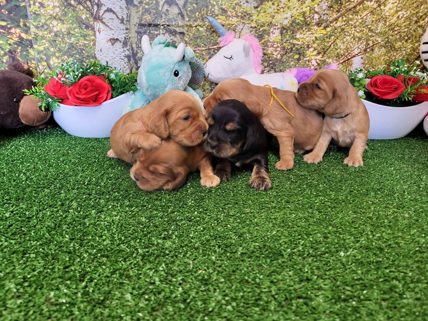 Chiot Cocker Spaniel Anglais du domaine de Std Gladyce