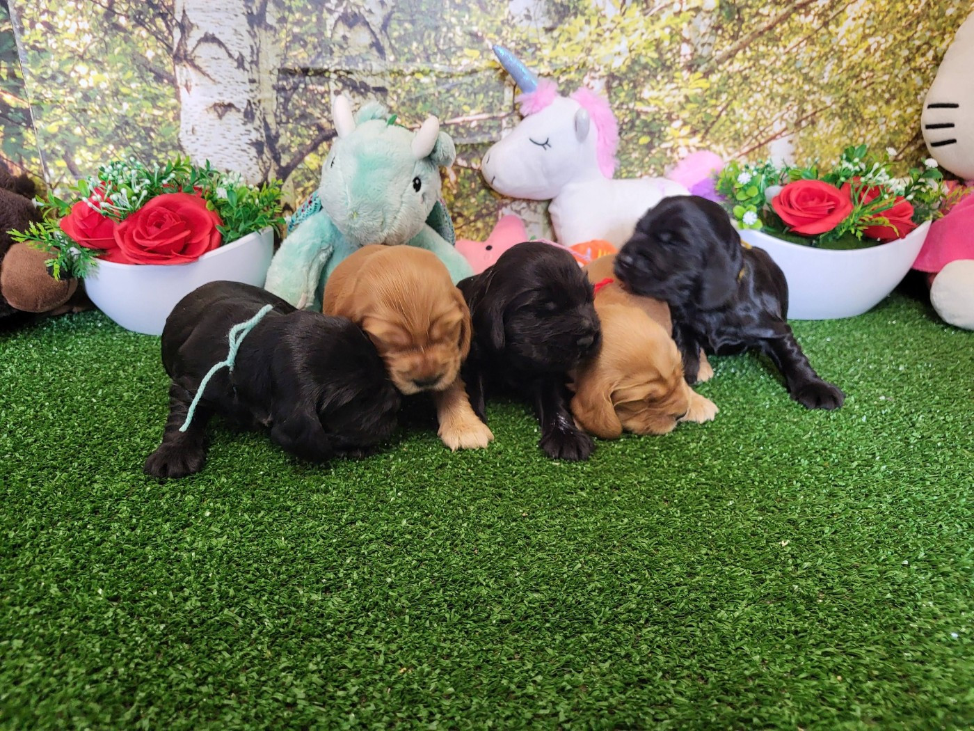 du domaine de Std Gladyce - Cocker Spaniel Anglais - Portée née le 17/01/2026