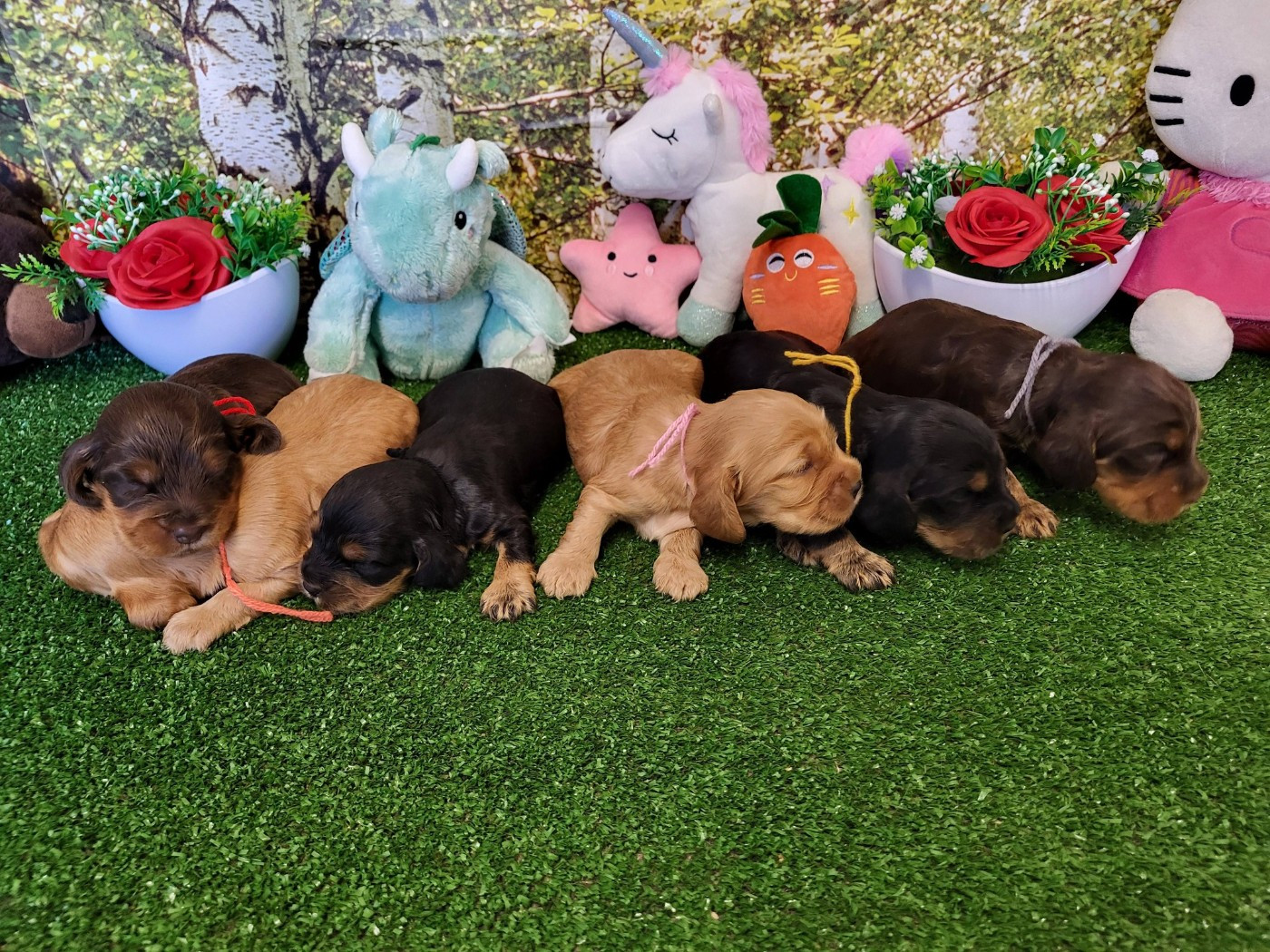 du domaine de Std Gladyce - Cocker Spaniel Anglais - Portée née le 22/01/2026