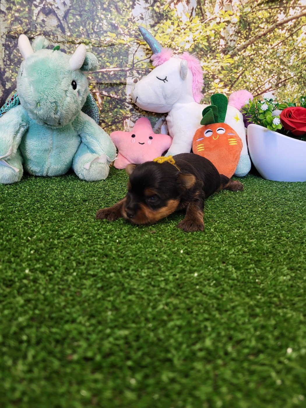 du domaine de Std Gladyce - Chiots disponibles - Yorkshire Terrier