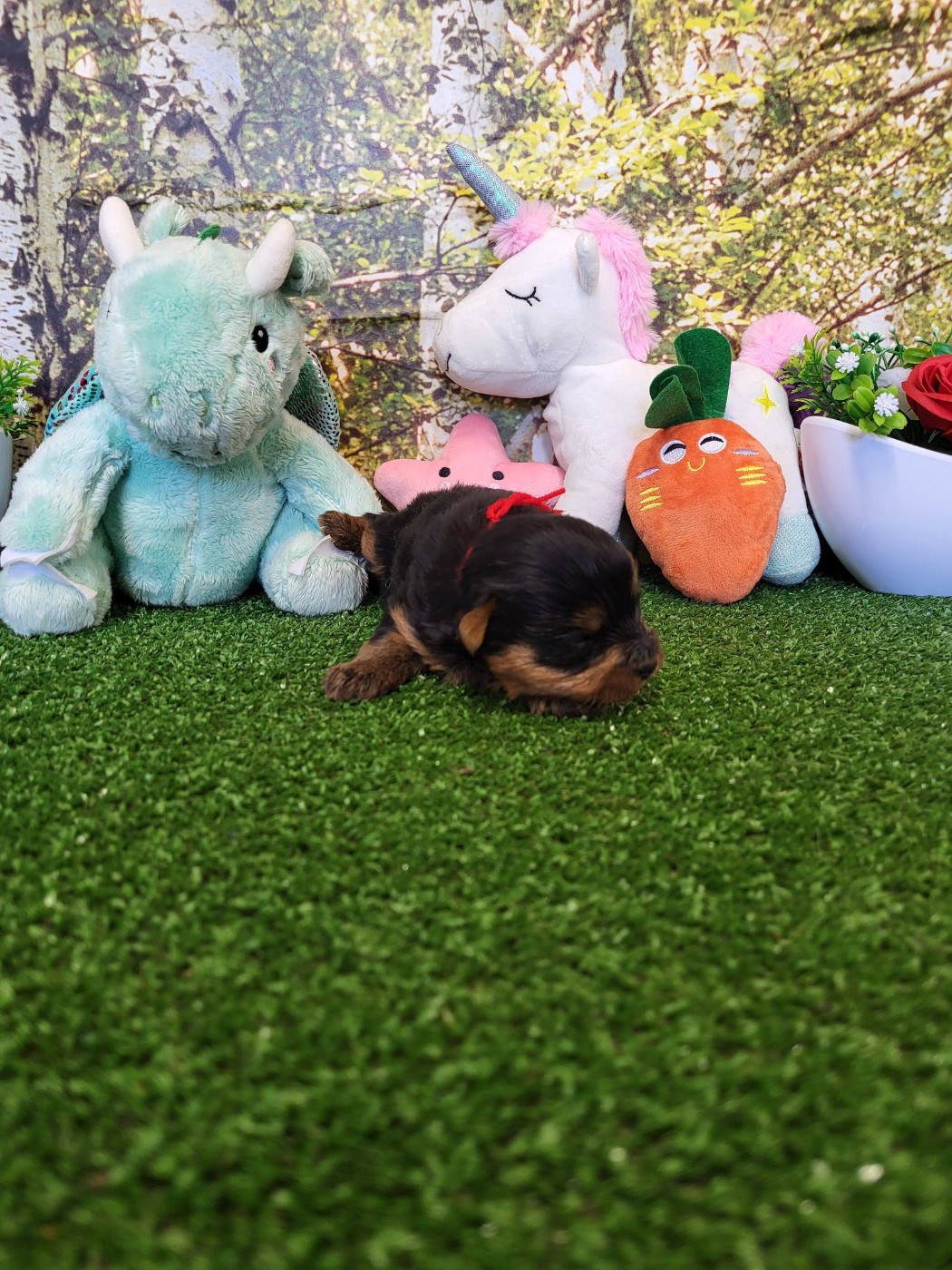 du domaine de Std Gladyce - Chiots disponibles - Yorkshire Terrier