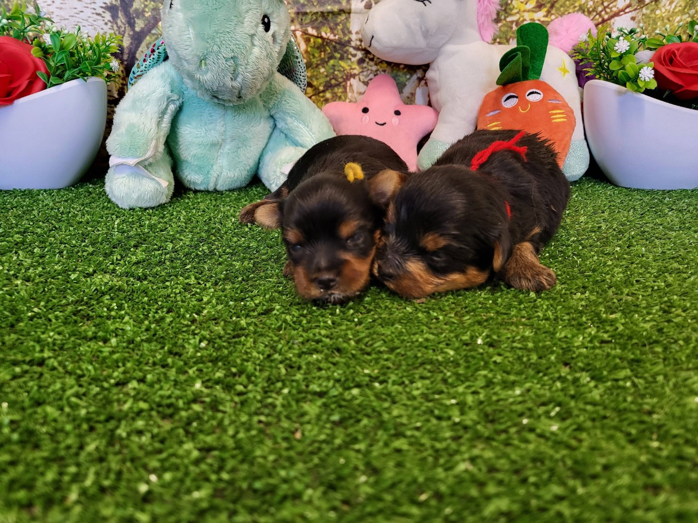 Chiot Yorkshire Terrier du domaine de Std Gladyce