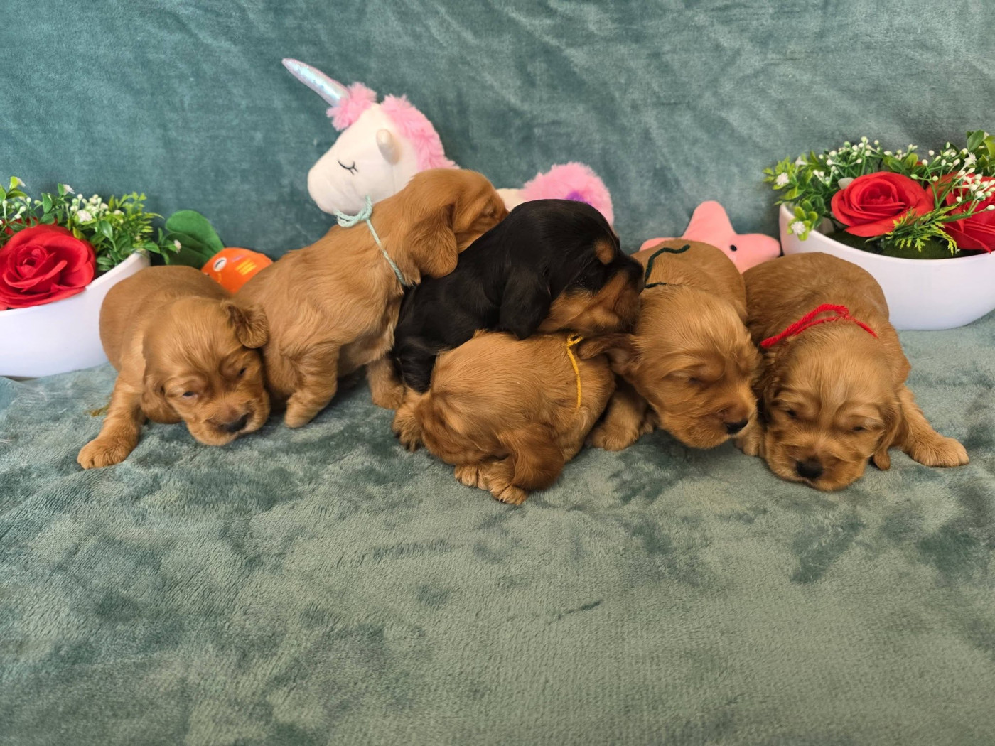 du domaine de Std Gladyce - Cocker Spaniel Anglais - Portée née le 16/02/2026