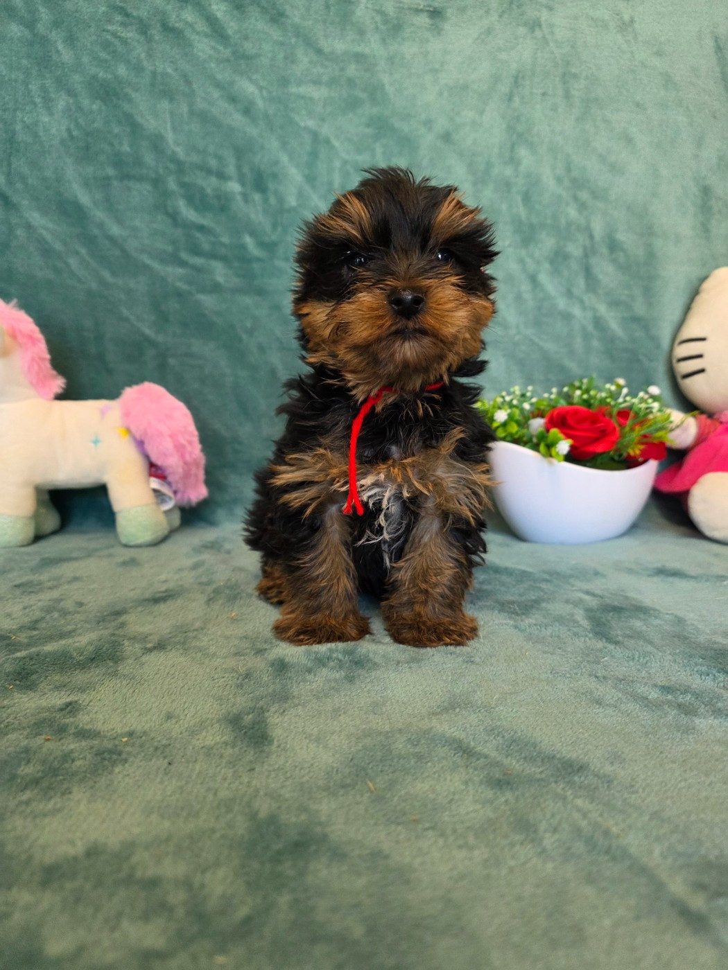 du domaine de Std Gladyce - Chiots disponibles - Yorkshire Terrier