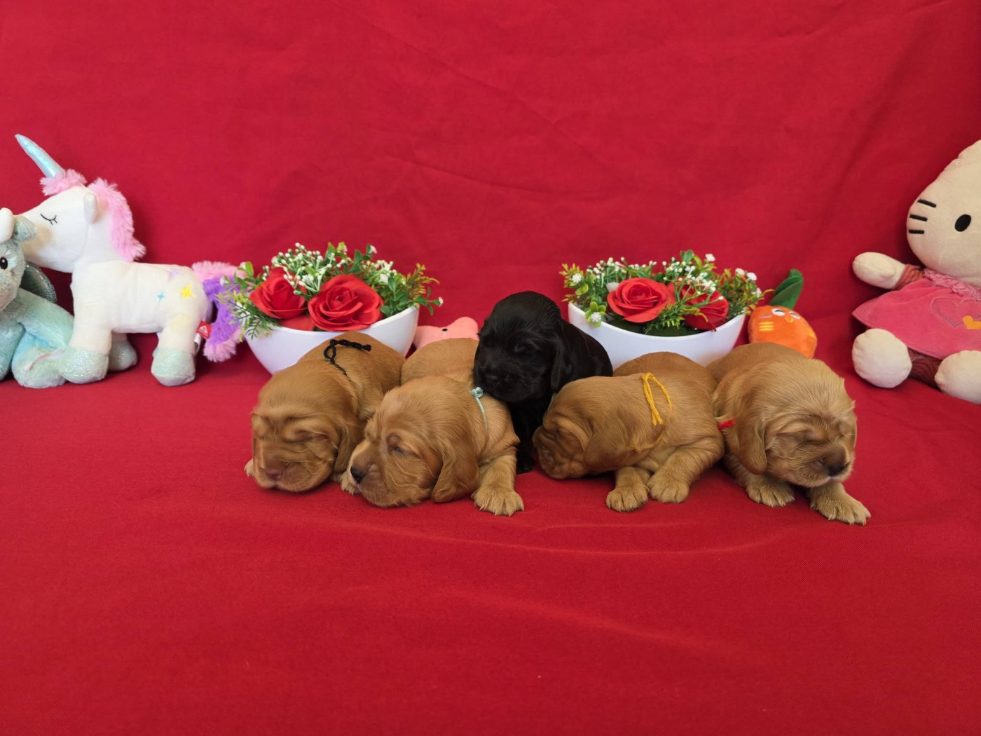 Chiot Cocker Spaniel Anglais du domaine de Std Gladyce