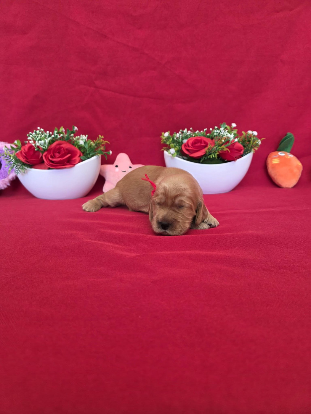 du domaine de Std Gladyce - Chiots disponibles - Cocker Spaniel Anglais