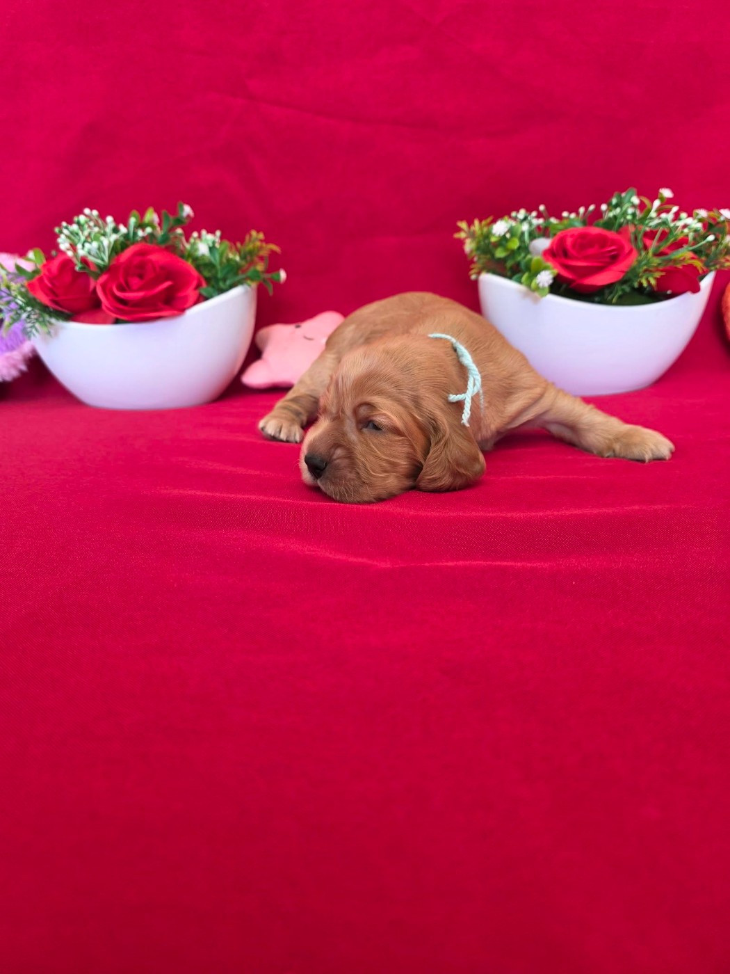 du domaine de Std Gladyce - Chiots disponibles - Cocker Spaniel Anglais