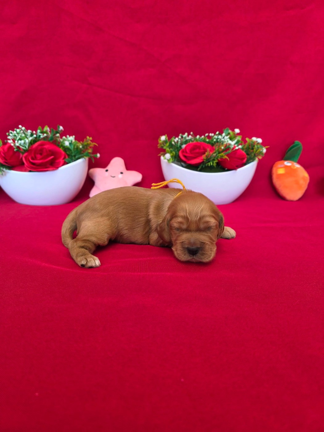 du domaine de Std Gladyce - Chiots disponibles - Cocker Spaniel Anglais