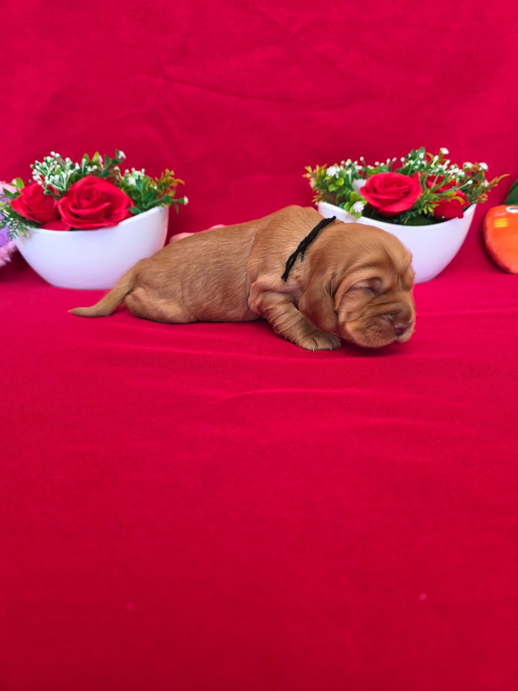 du domaine de Std Gladyce - Chiots disponibles - Cocker Spaniel Anglais