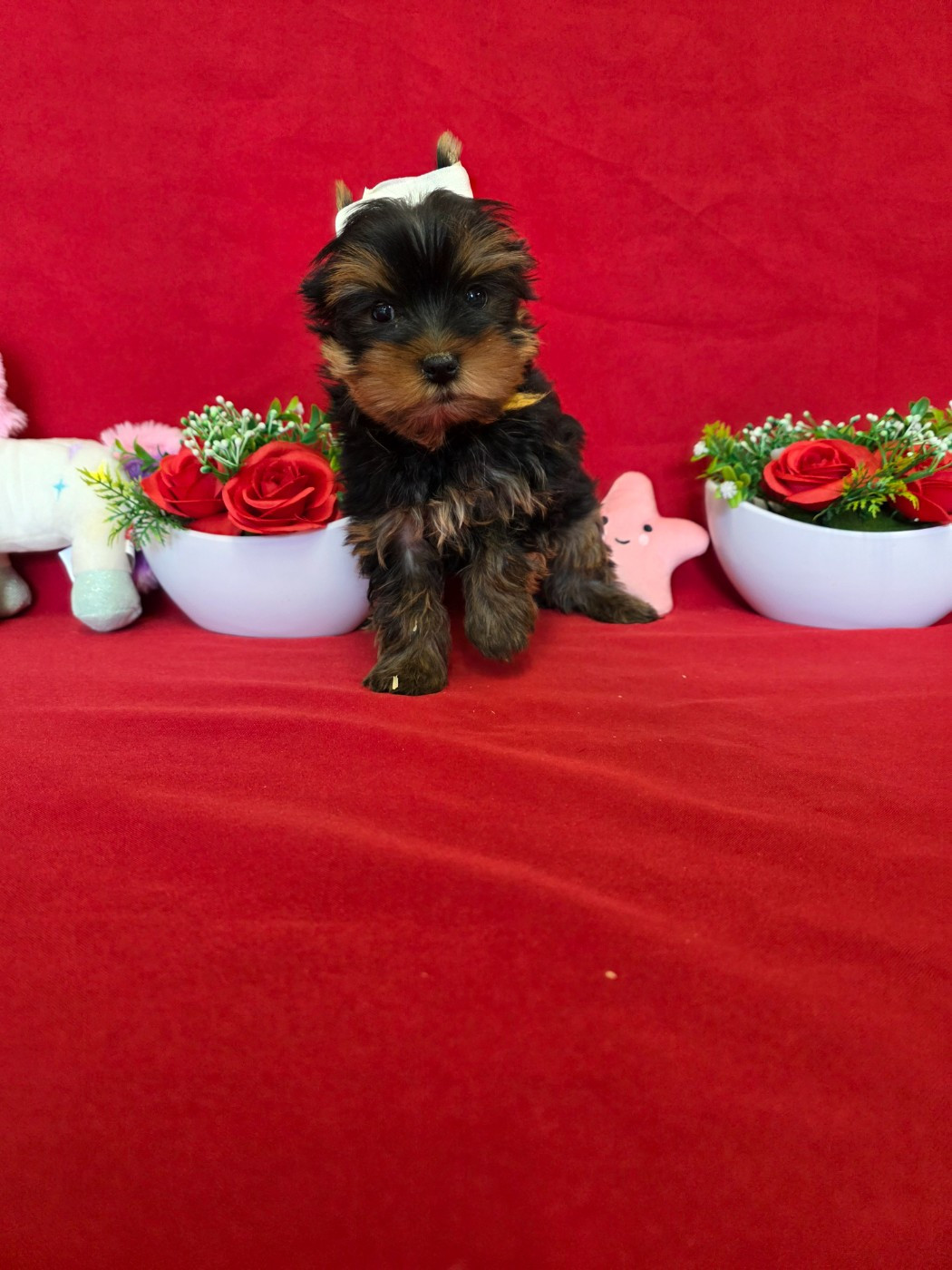 du domaine de Std Gladyce - Chiots disponibles - Yorkshire Terrier