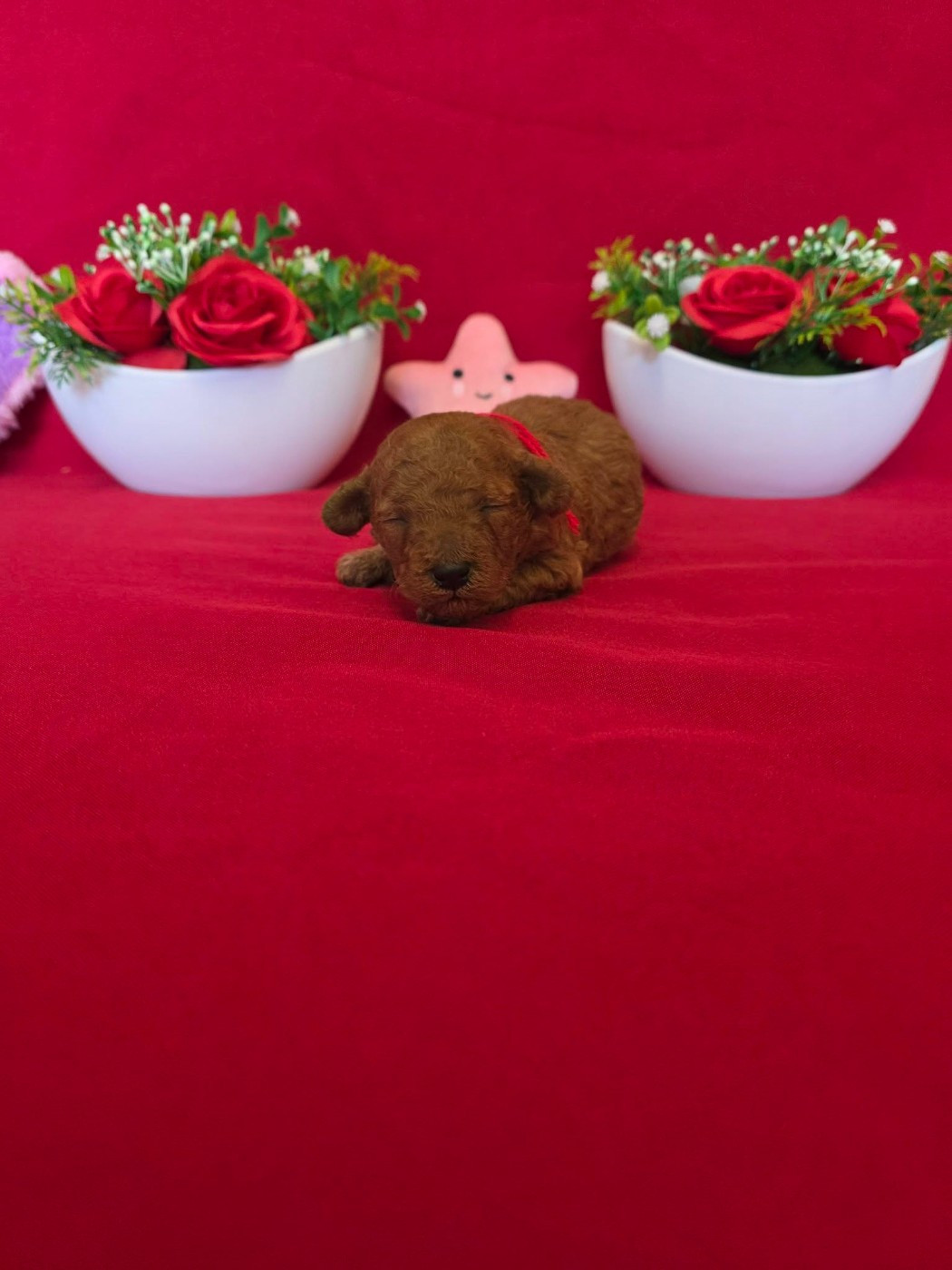 du domaine de Std Gladyce - Chiots disponibles - Caniche