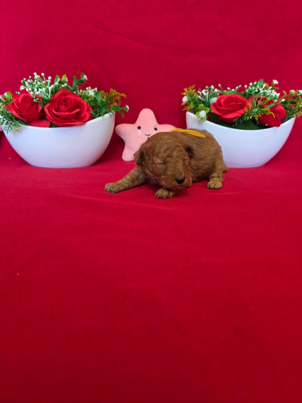 du domaine de Std Gladyce - Chiots disponibles - Caniche