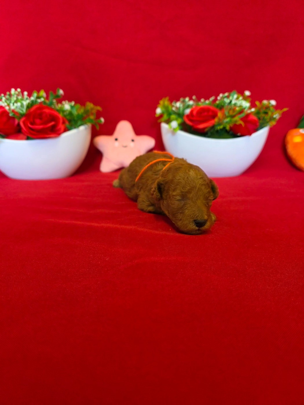 du domaine de Std Gladyce - Chiots disponibles - Caniche