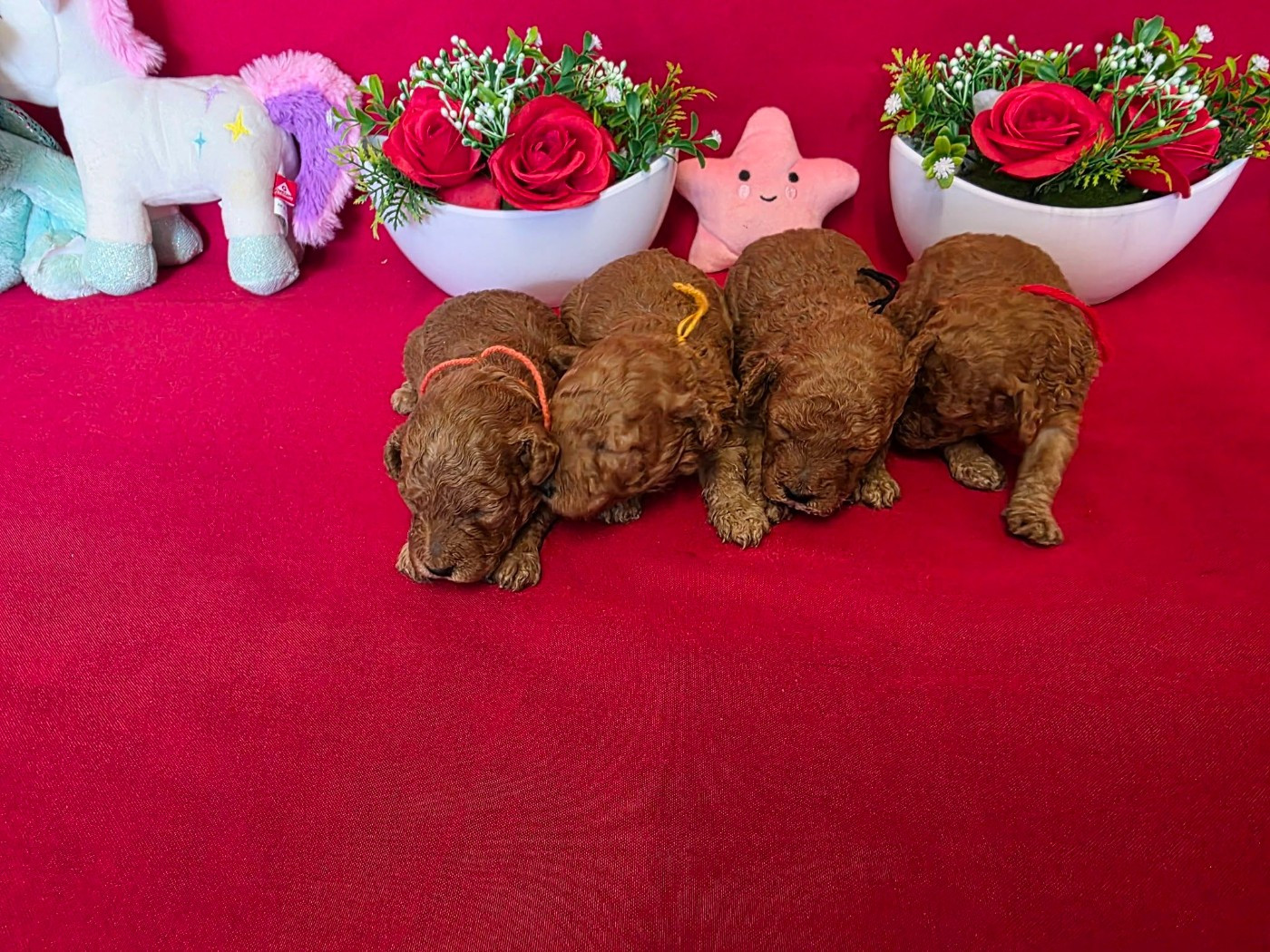 Chiot Caniche du domaine de Std Gladyce