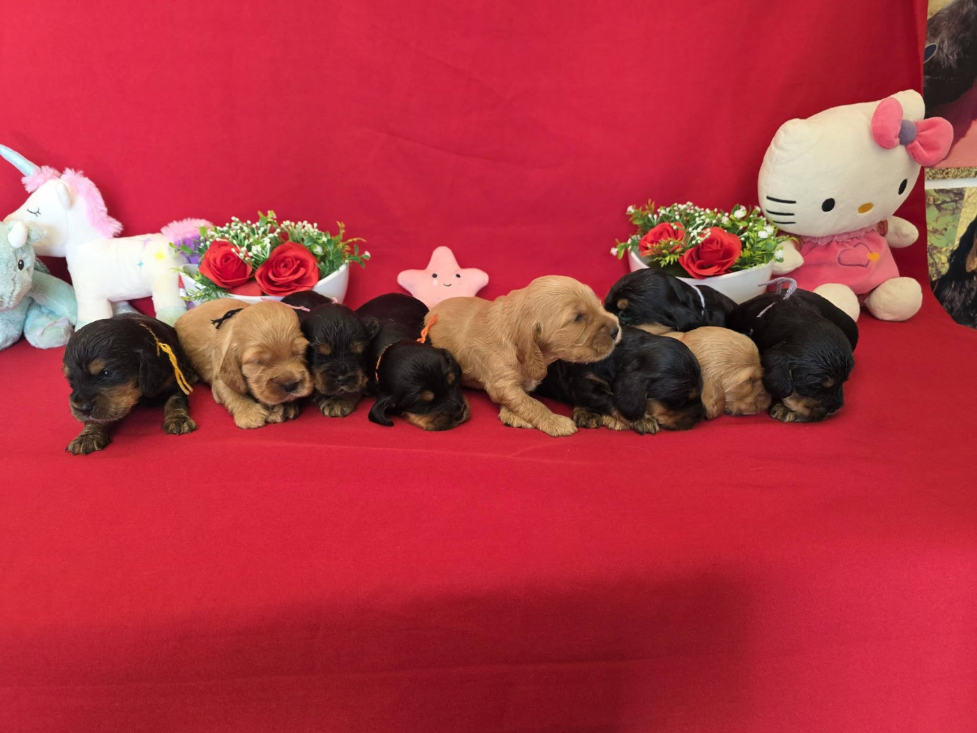 du domaine de Std Gladyce - Cocker Spaniel Anglais - Portée née le 23/03/2026