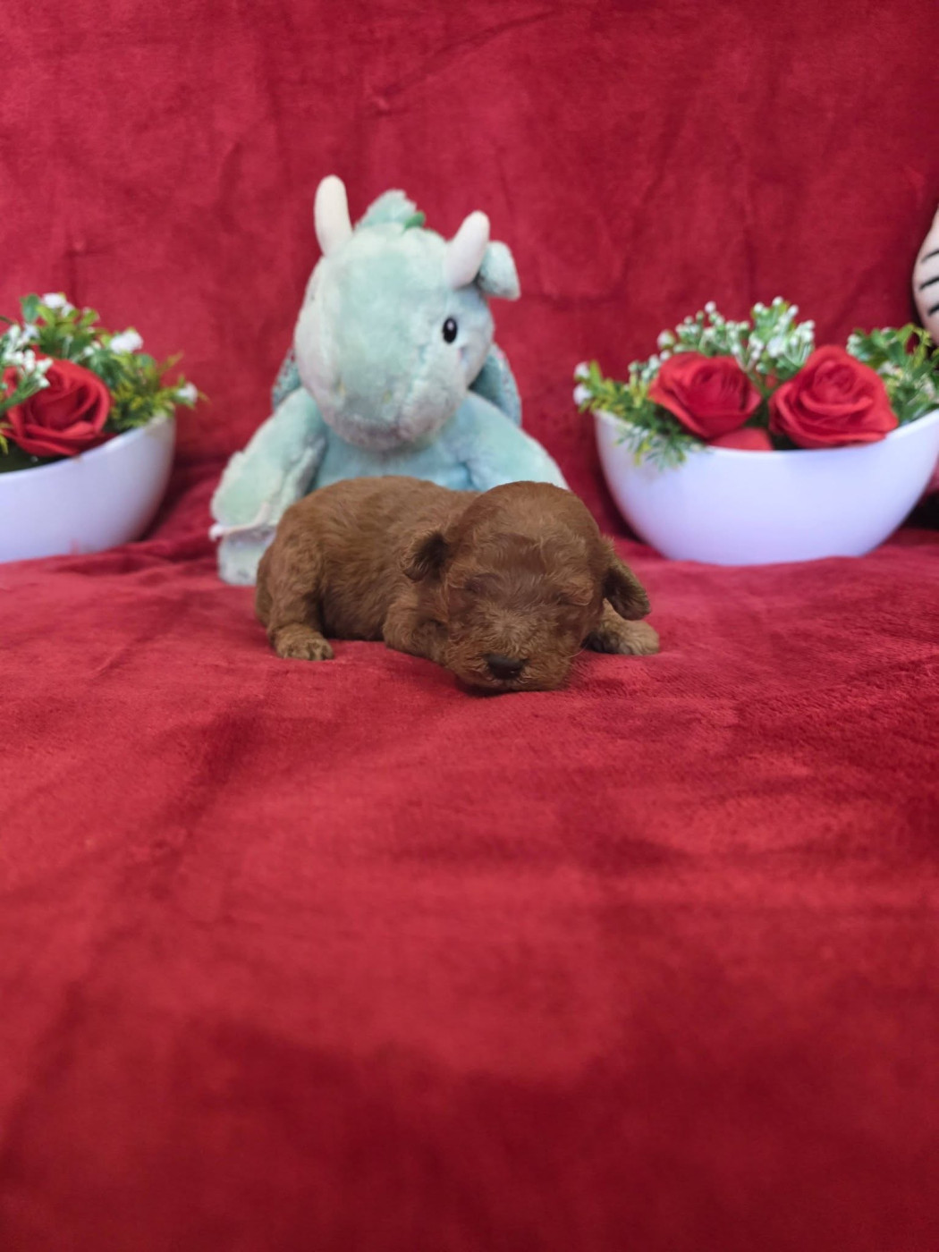 du domaine de Std Gladyce - Caniche - Portée née le 08/04/2026